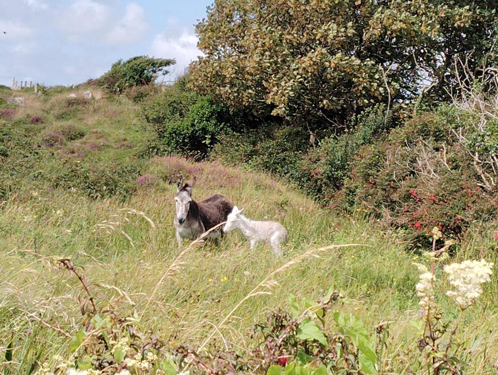 Ballyconneely House Galway Kültér fotó
